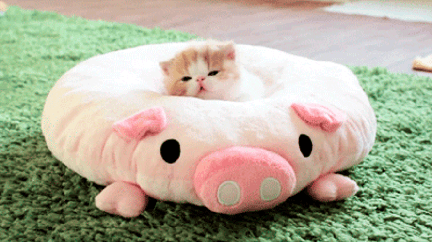 Cute Animals Kitten Sleeping In Pig Bed GIF