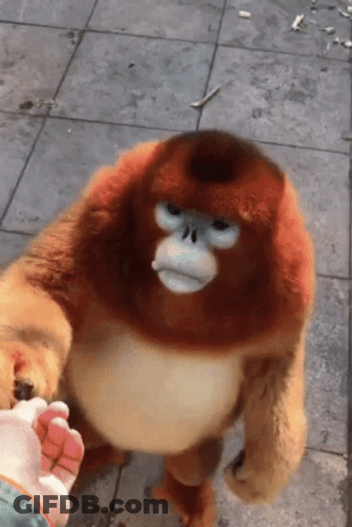 Cute Animals Monkey Asks For Food GIF