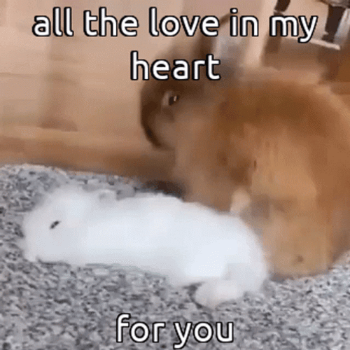 Cute Animals My Heart For You Rabbits GIF