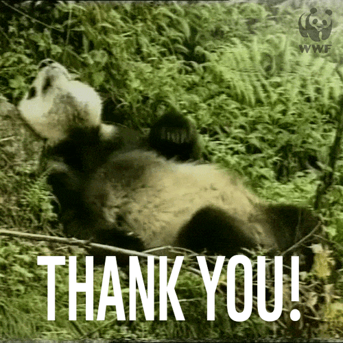Cute Animals Panda Thank You GIF
