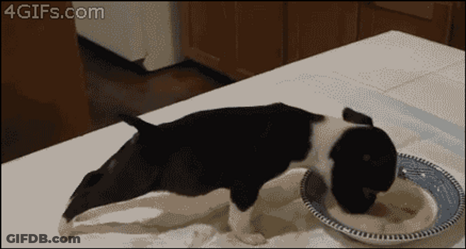 Cute Animals Puppy Flip While Eating GIF
