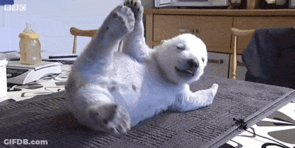 Cute Animals Puppy Stumbles GIF
