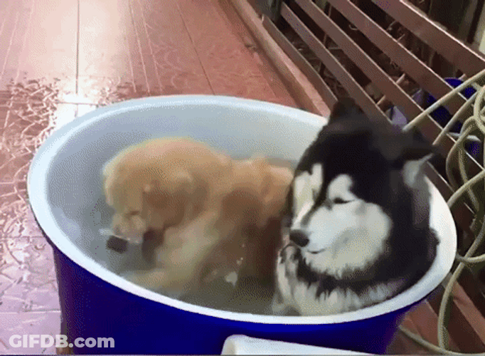Cute Animals Splashing Dogs GIF