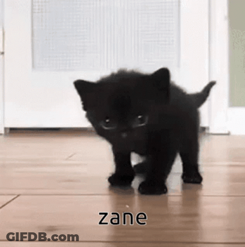 Cute Baby Cat Zane Aphmau GIF