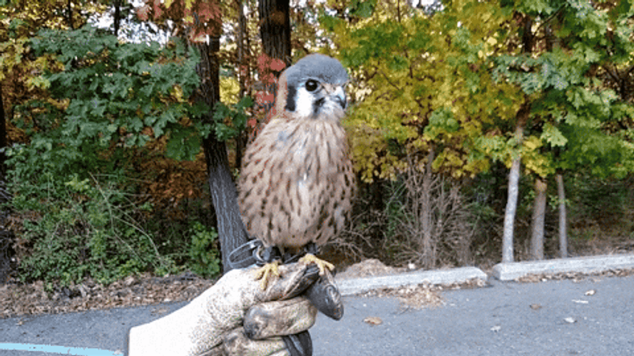 Cute Baby Falcon GIF