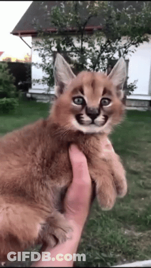 Cute Baby Floppa Video Clips GIF