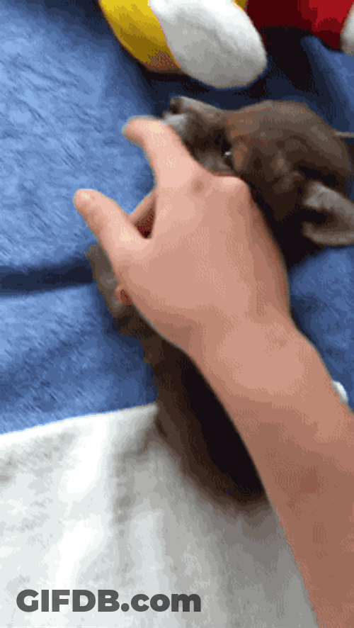 Cute Baby Fox Biting Human Finger GIF