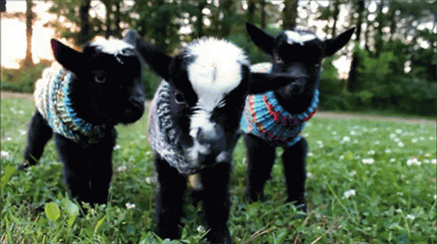 Cute Baby Goat Shaking GIF