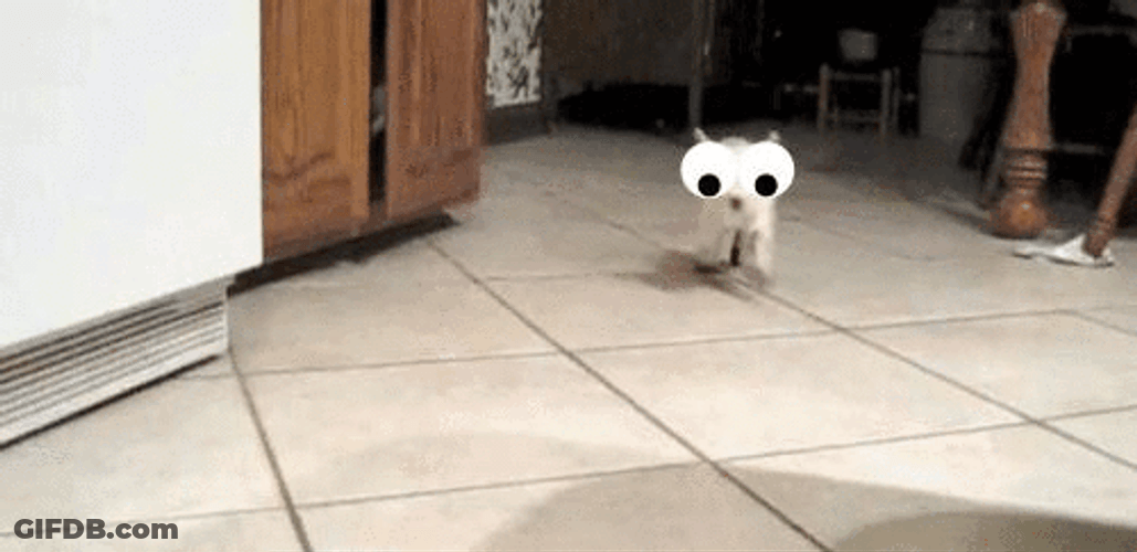 Cute Baby Goat With Googly Eyes GIF