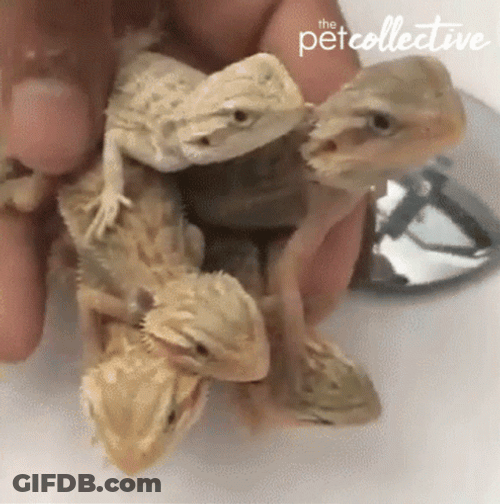 Cute Baby Lizard Swimming In Water GIF