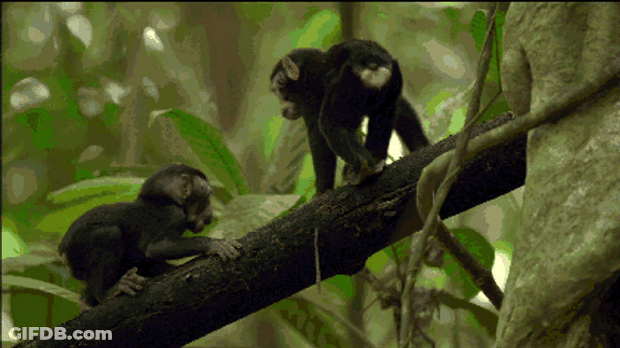 Cute Baby Monkeys Playing On Tree GIF