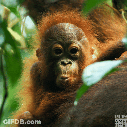 Cute Baby Orangutan Monkey Cooing GIF