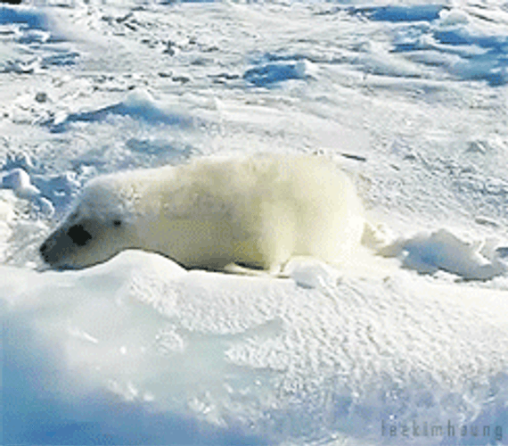 Cute Baby Seal Waddle GIF