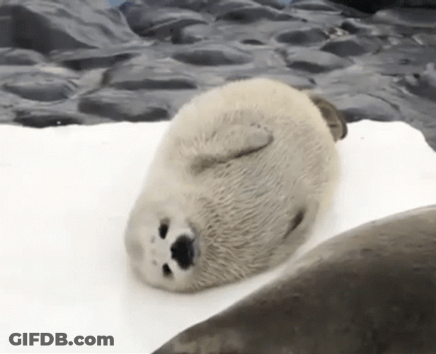 Cute Baby White Seal GIF