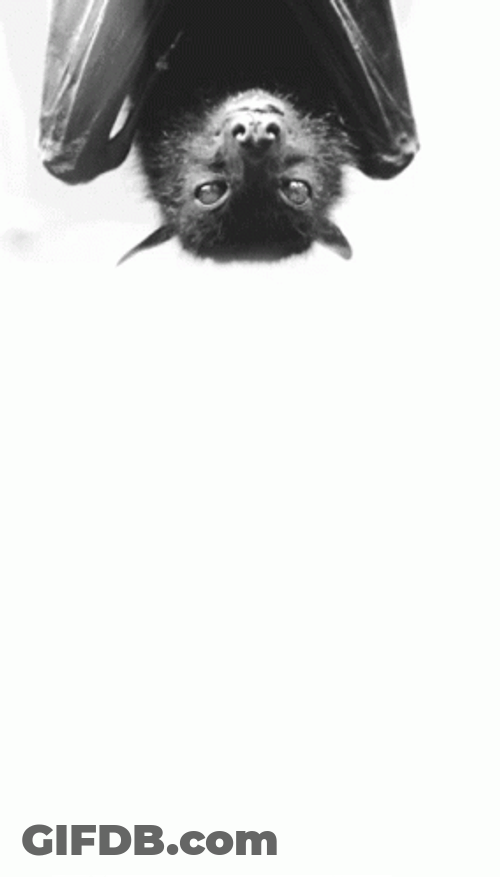 Cute Bat Hanging Upside Down GIF