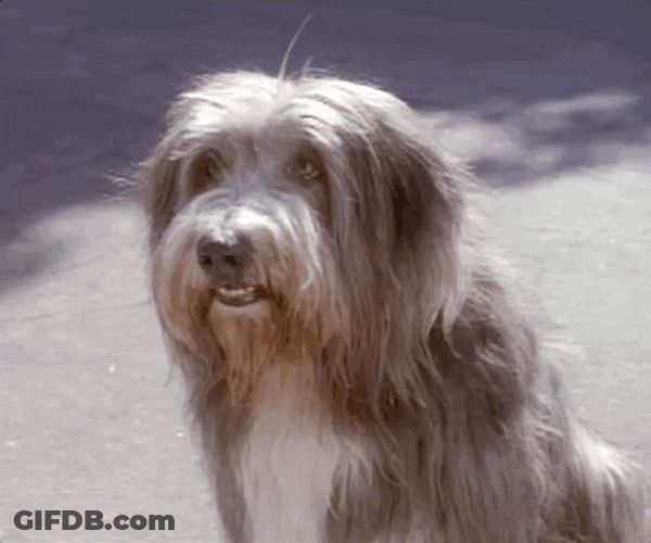 Cute Bearded Collie Dog High Five Welcome Meme GIF