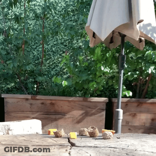Cute Beaver Stealing Food GIF
