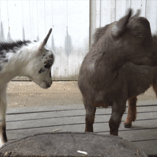 Cute Best Friend Head GIF