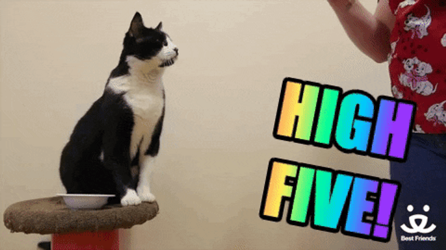 Cute Best Friend High Five GIF