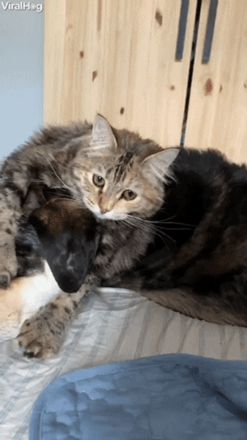 Cute Best Friend Pair GIF