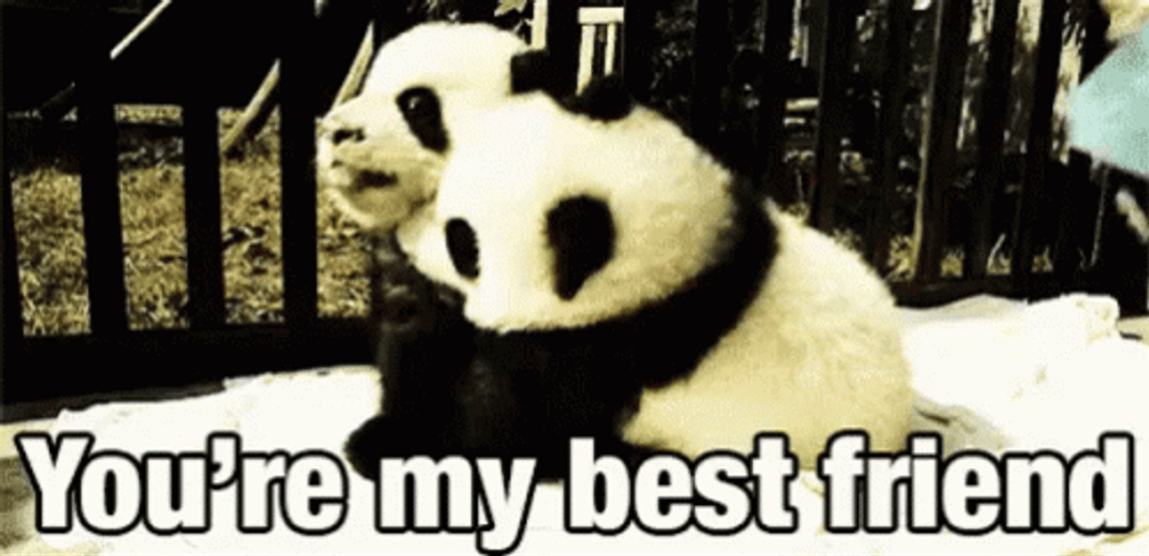 Cute Best Friend Pandas GIF