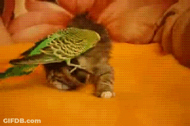 Cute Bird And Kitten Friendship GIF