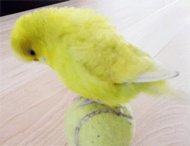 Cute Bird Balancing Ball GIF