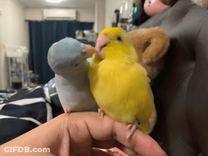 Cute Bird Couple Cuddling GIF