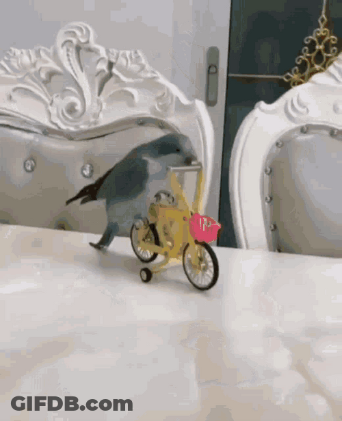 Cute Bird Riding Bike GIF