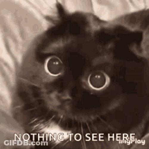 Cute Black Cat Surprised Nothing To See Here GIF