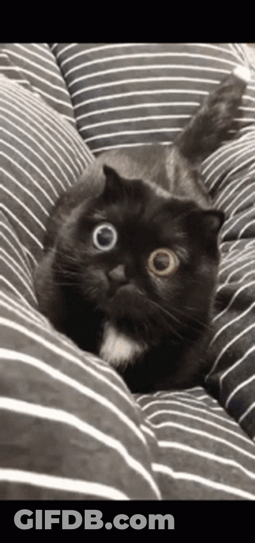 Cute Black Cat Wide Eyes GIF