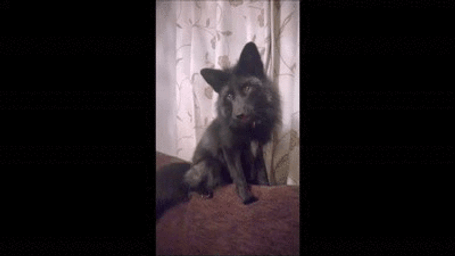Cute Black Fox Zooming In GIF