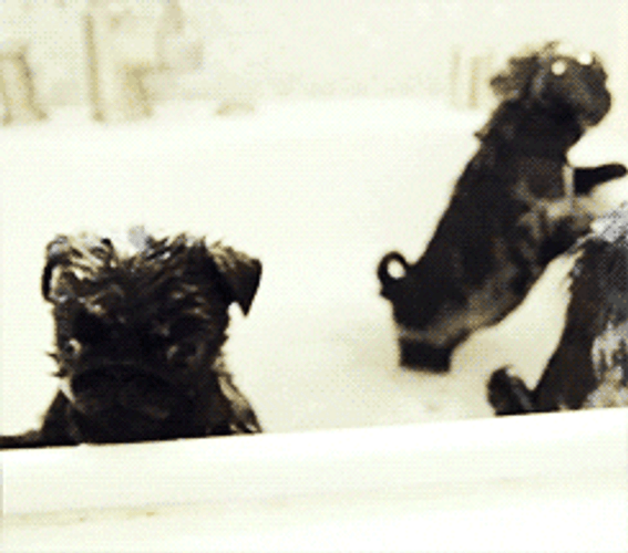 Cute Black Pug On Bathtub GIF
