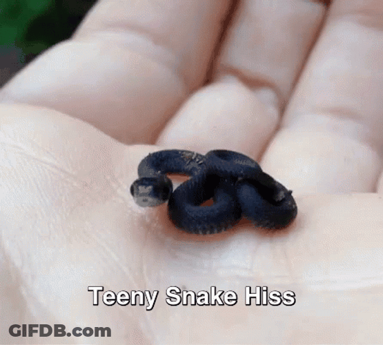 Cute Black Snake On Palm Hissing GIF