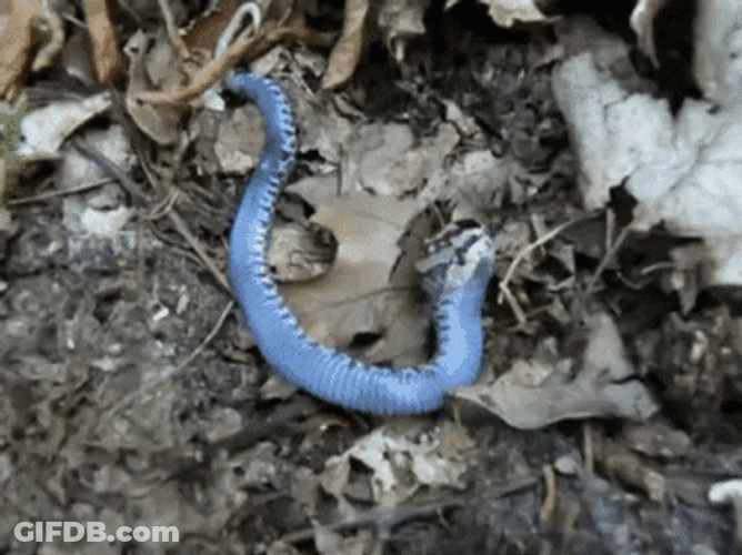 Cute Blue Snake Pretending To Be Dead GIF