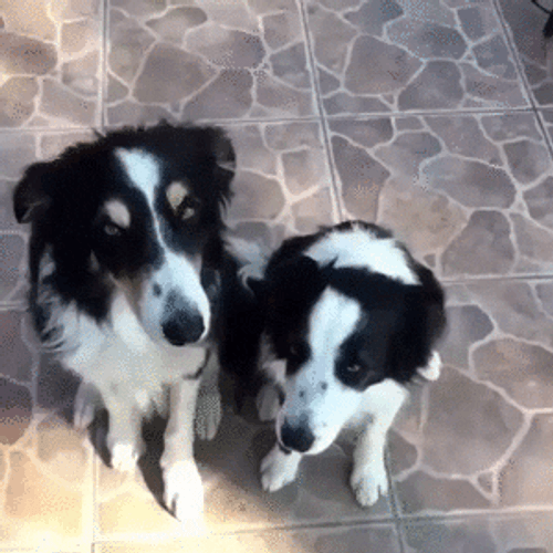 Cute Border Collie Dogs Hugging GIF