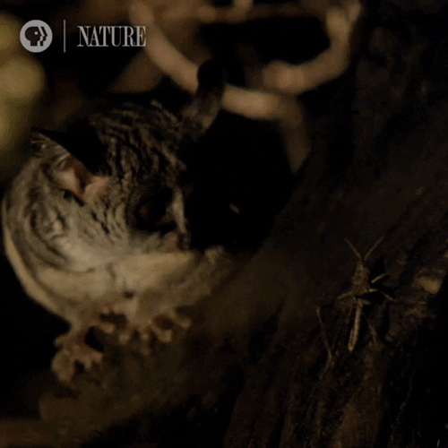 Cute Botswana Sugar Glider GIF