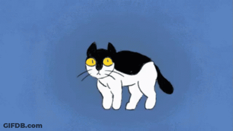 Cute Bounce Mysterious Cat GIF