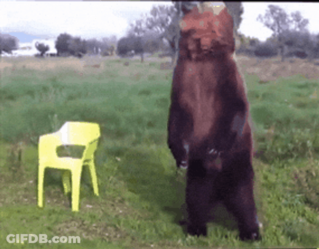 Cute Brown Bear Playing Bugle GIF