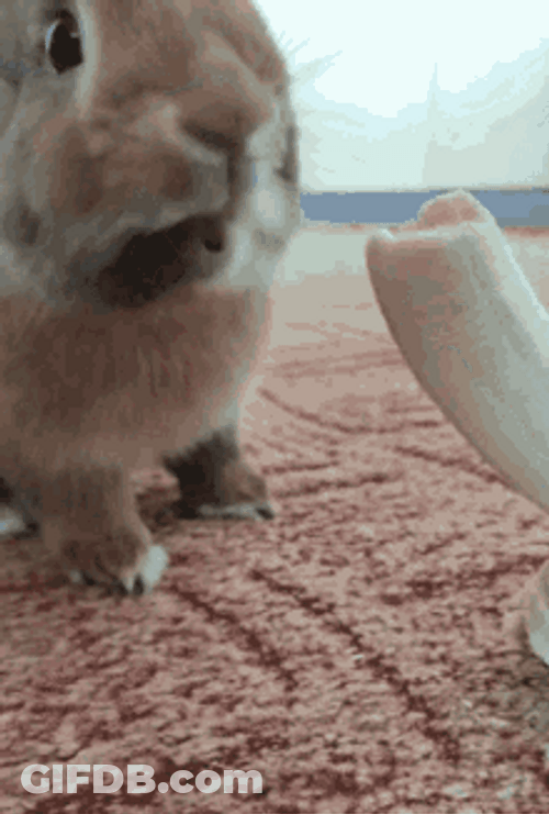 Cute Brown Bunny Eating Banana GIF