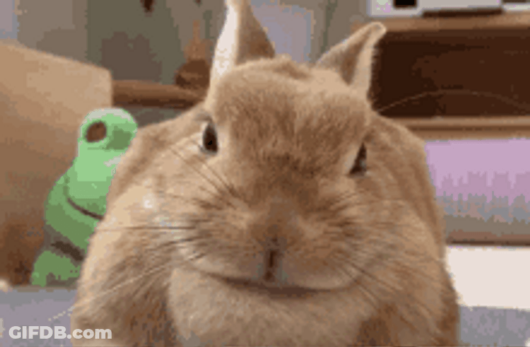Cute Brown Bunny Sniffing Face GIF