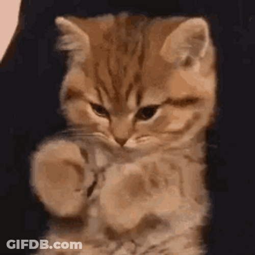 Cute Brown Cat Paw Play GIF
