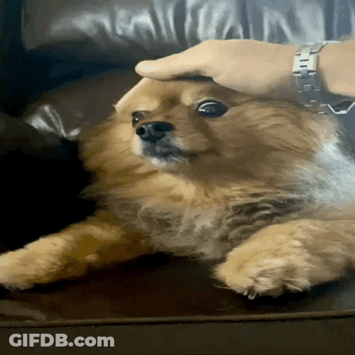 Cute Brown Dog Head Caress GIF