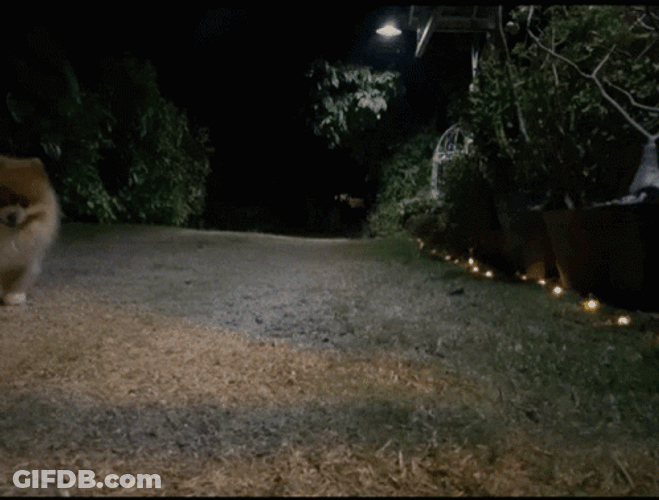 Cute Brown Pomeranian Walking Towards The Camera GIF