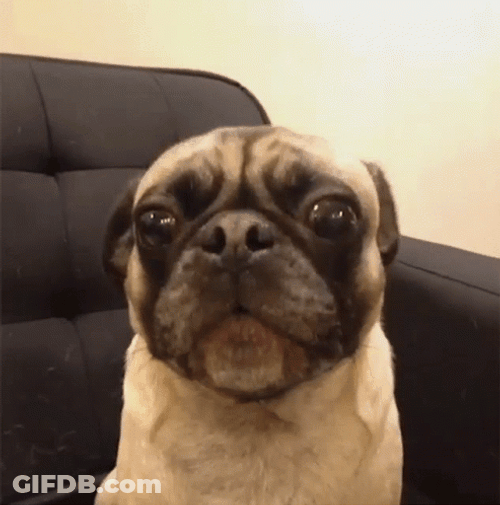 Cute Bulldog Howl GIF