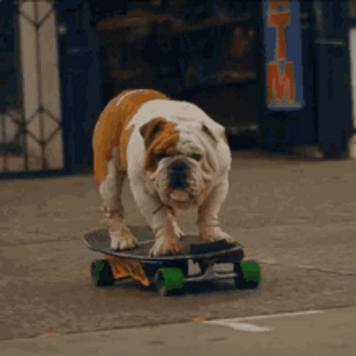 Cute Bulldog Skateboarding GIF