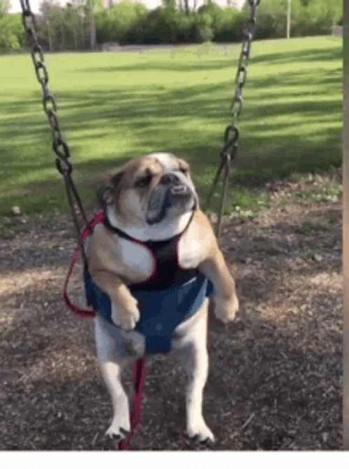 Cute Bulldog Swinging GIF