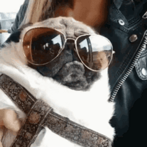Cute Bulldog Wearing Sunglasses GIF