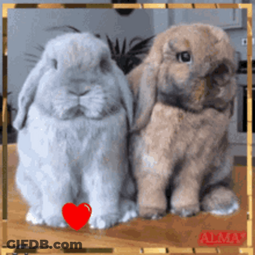 Cute Bunnies Sniffing And Rubbing Face GIF