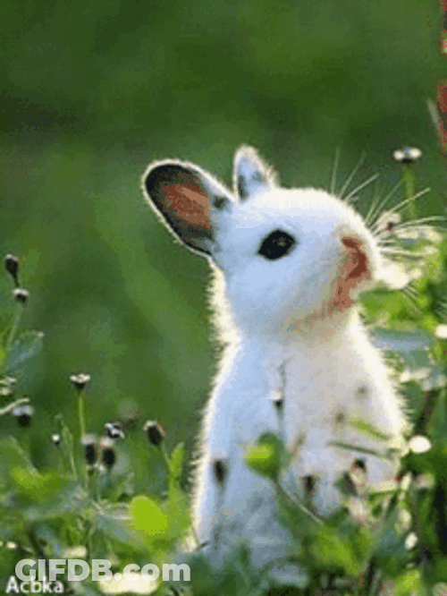 Cute Bunny Blinking Eyes In The Bush GIF